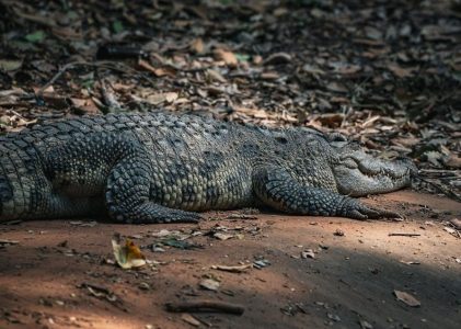 as 1288 pdf free download